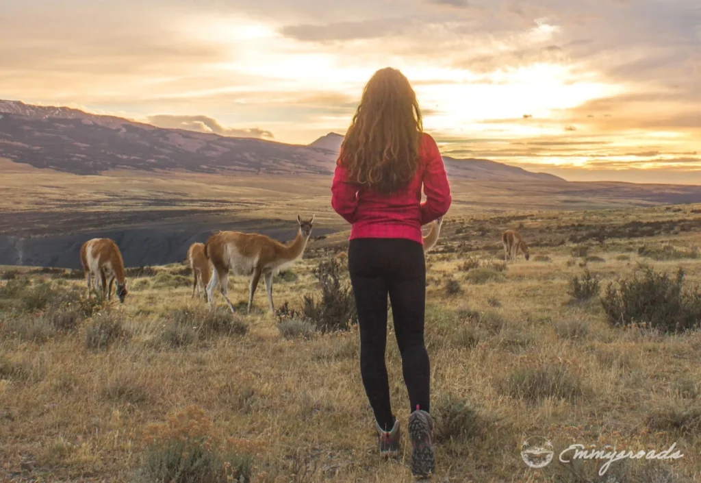 TORRES DEL PAINE NATIONAL PARK Patagonia Chile sunrise guanaco ()