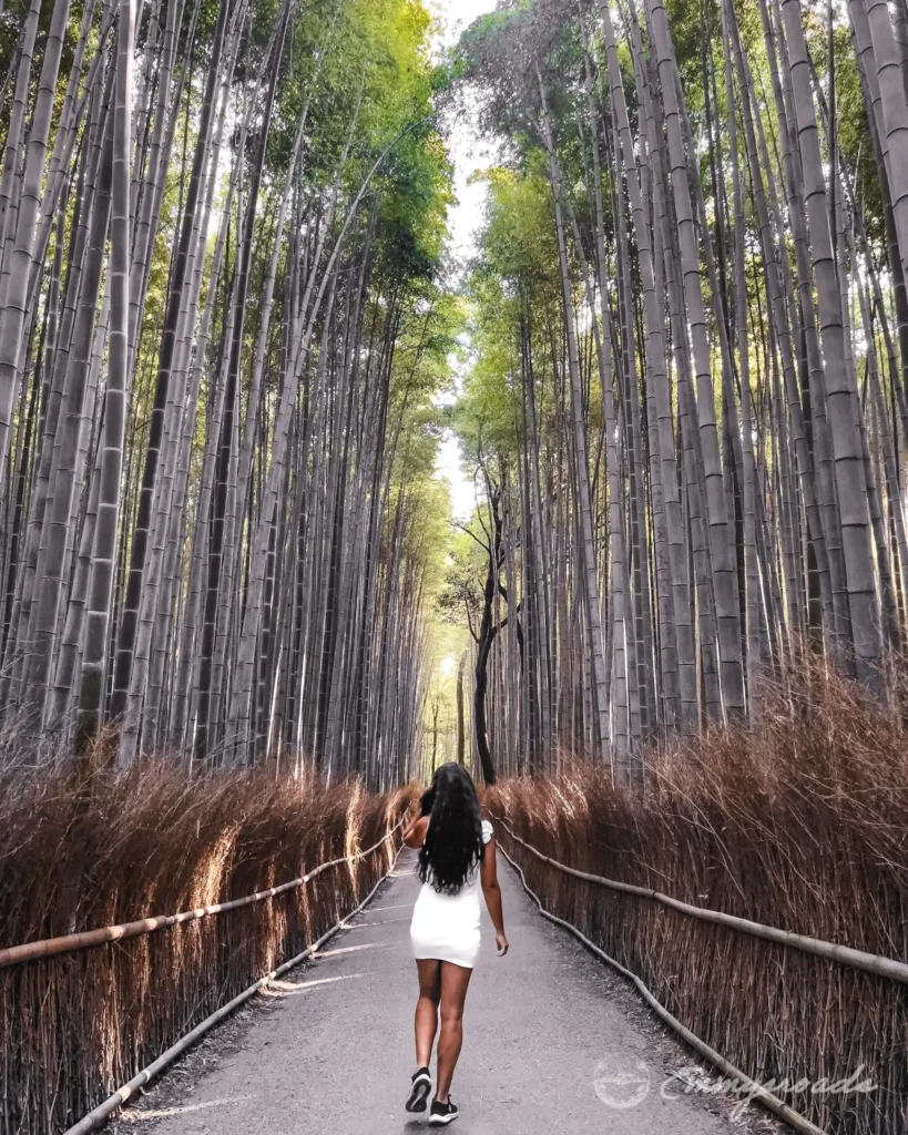 Arashiyama Bamboo Forest Kyoto Japan