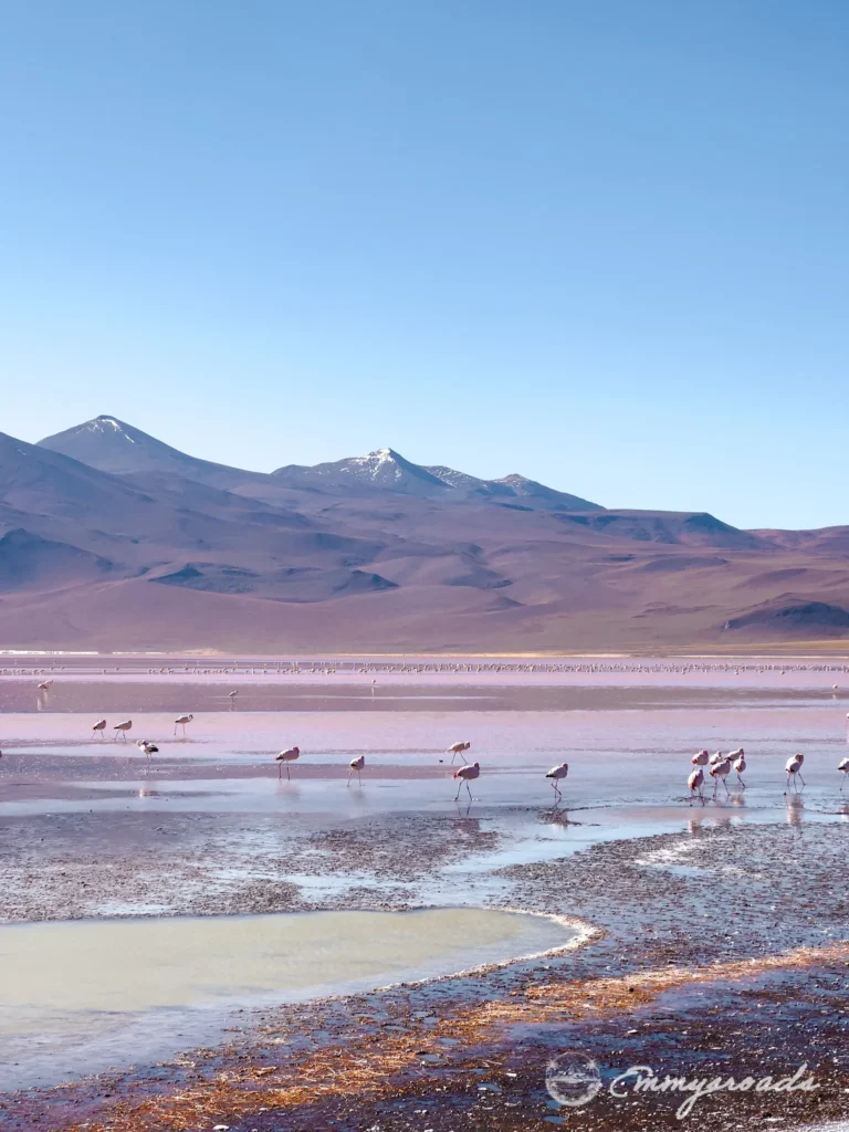 Laguna Colorada Bolivia