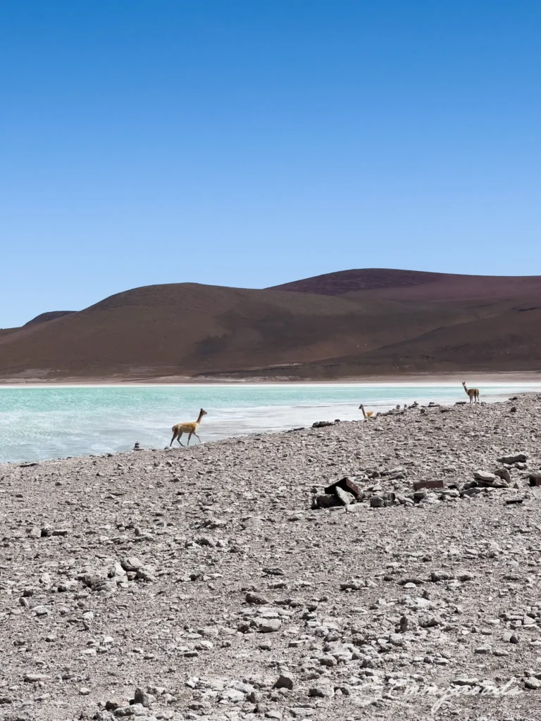 Laguna Verde y Blanca Bolivia