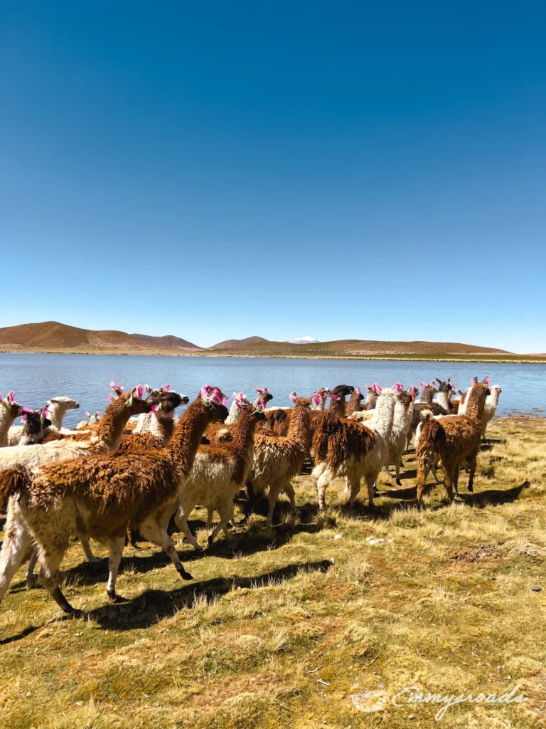 Laguna Vinto Bolivia