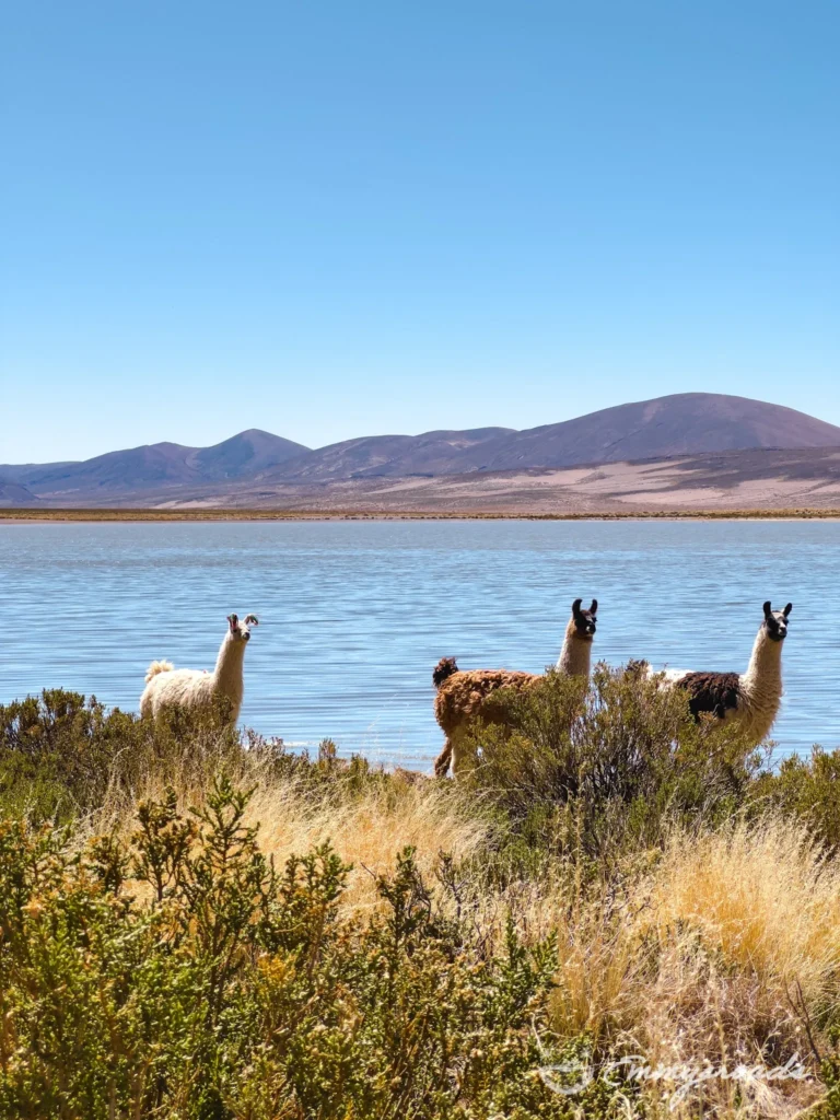 Laguna Vinto Bolivia