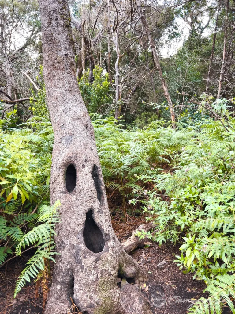 Las Creces Ruta GR Gomera Canary islands