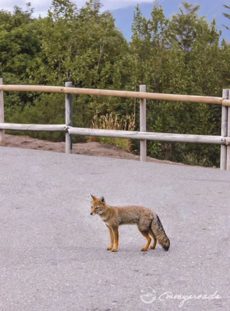 OSORNO VOLCANO Chile fox