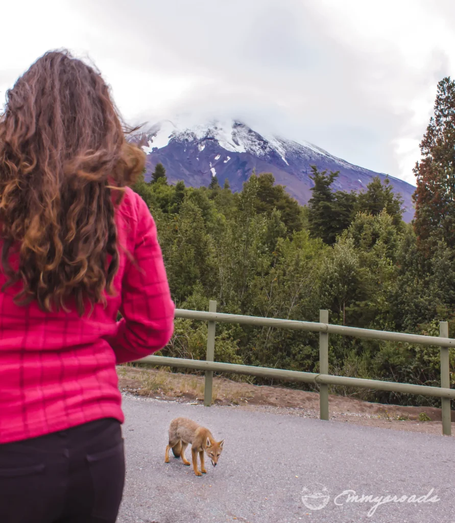 OSORNO VOLCANO Chile fox