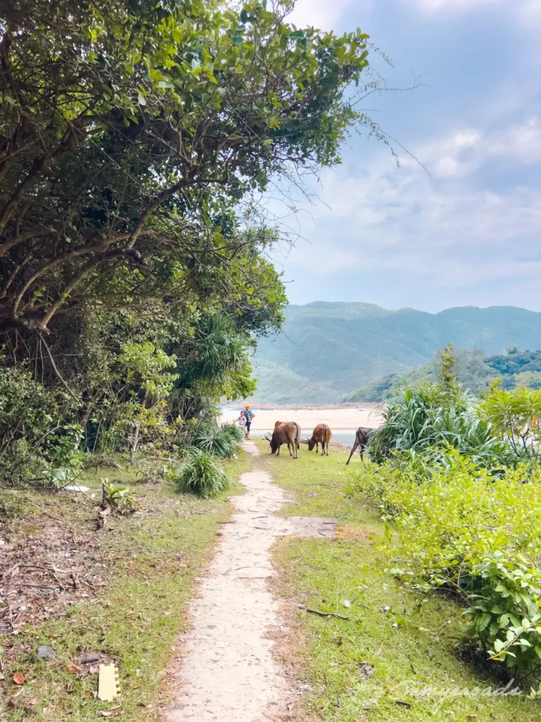 Tai Long Wan Hiking Trail Hong Kong