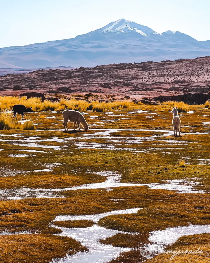 Tour Uyuni from Tupiza Bolivia