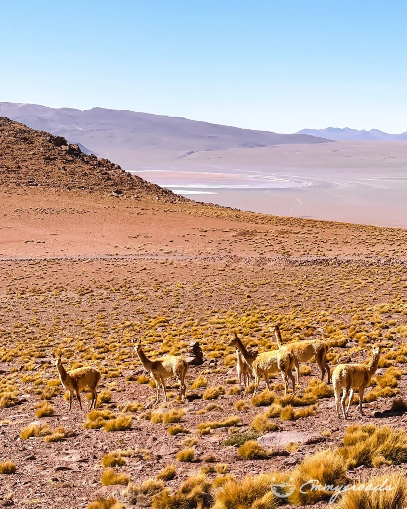 Tour Uyuni from Tupiza Bolivia