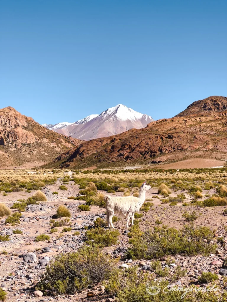 Tour Uyuni from Tupiza Bolivia