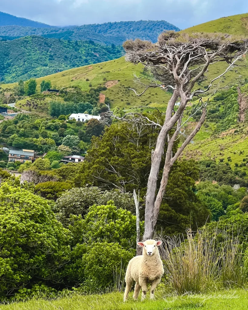 Cable bay Nelson hiking New Zealand