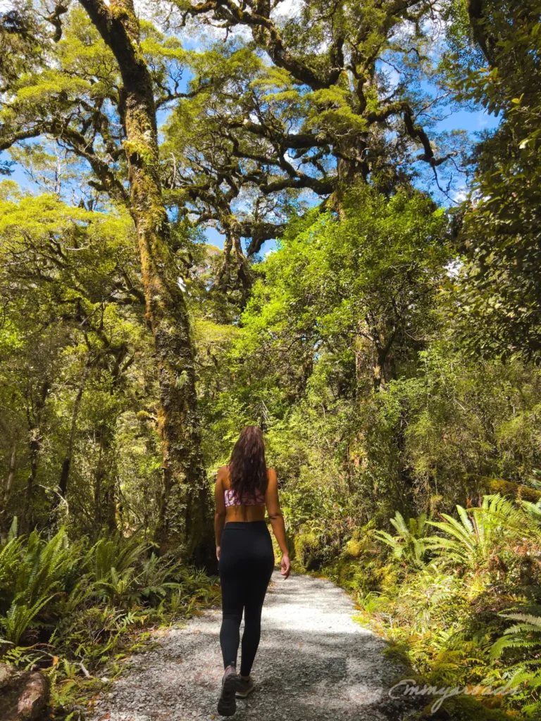 Lake Marian Trail New Zealand
