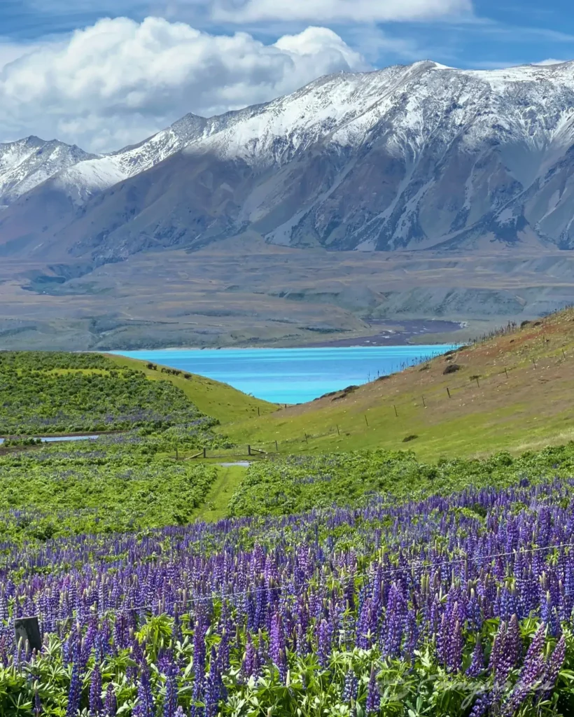 Lupin Field lake Tekapo New Zealand