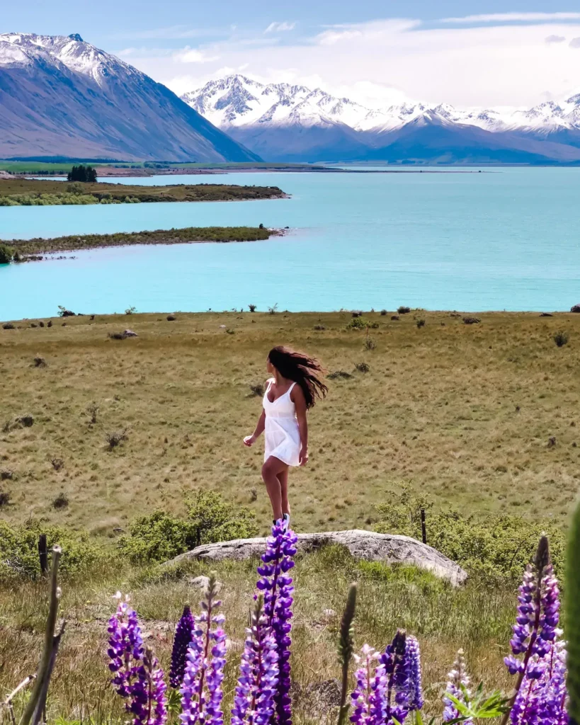 Lupin Field lake Tekapo New Zealand