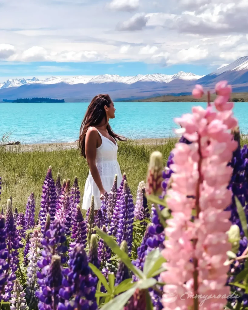 Lupin Field lake Tekapo New Zealand