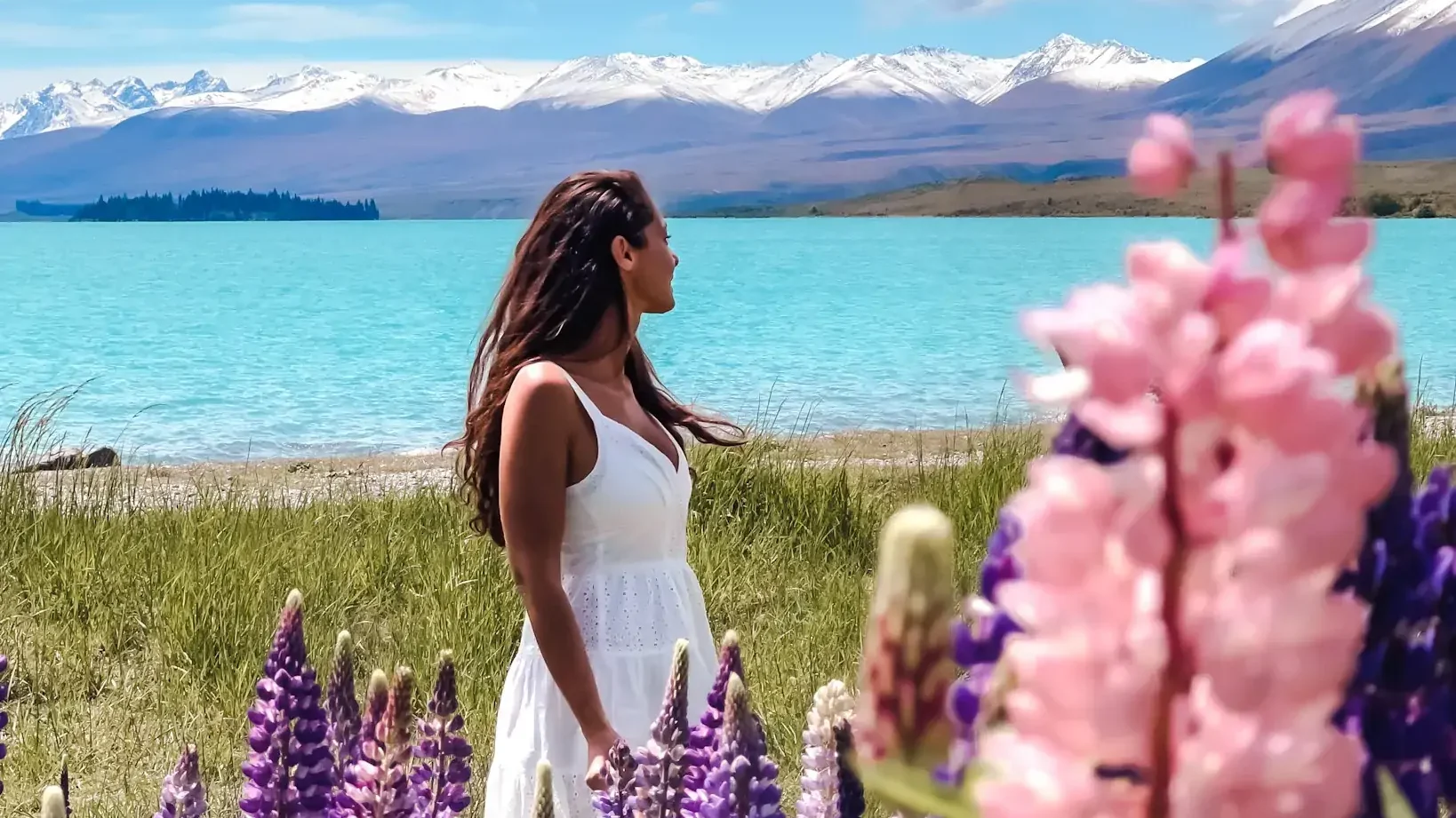 Lupin Field lake Tekapo New Zealand