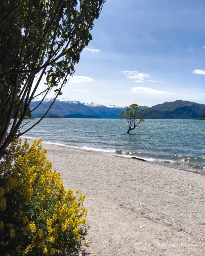Wanaka tree Queenstown New Zealand