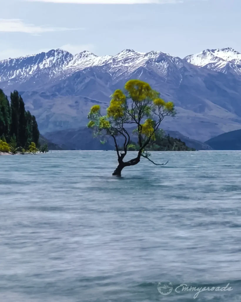 Wanaka tree Queenstown New Zealand